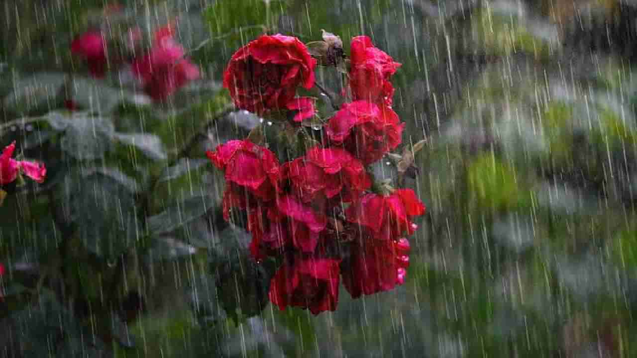 Karnataka Rain: ರಾಜ್ಯದ ಹಲವೆಡೆ ವರ್ಷಧಾರೆ, ಮುಂದಿನ 2 ದಿನ ಬೆಂಗಳೂರು, ಮೈಸೂರು ಸೇರಿದಂತೆ ದಕ್ಷಿಣ ಒಳನಾಡಿನಲ್ಲಿ ಮಳೆ