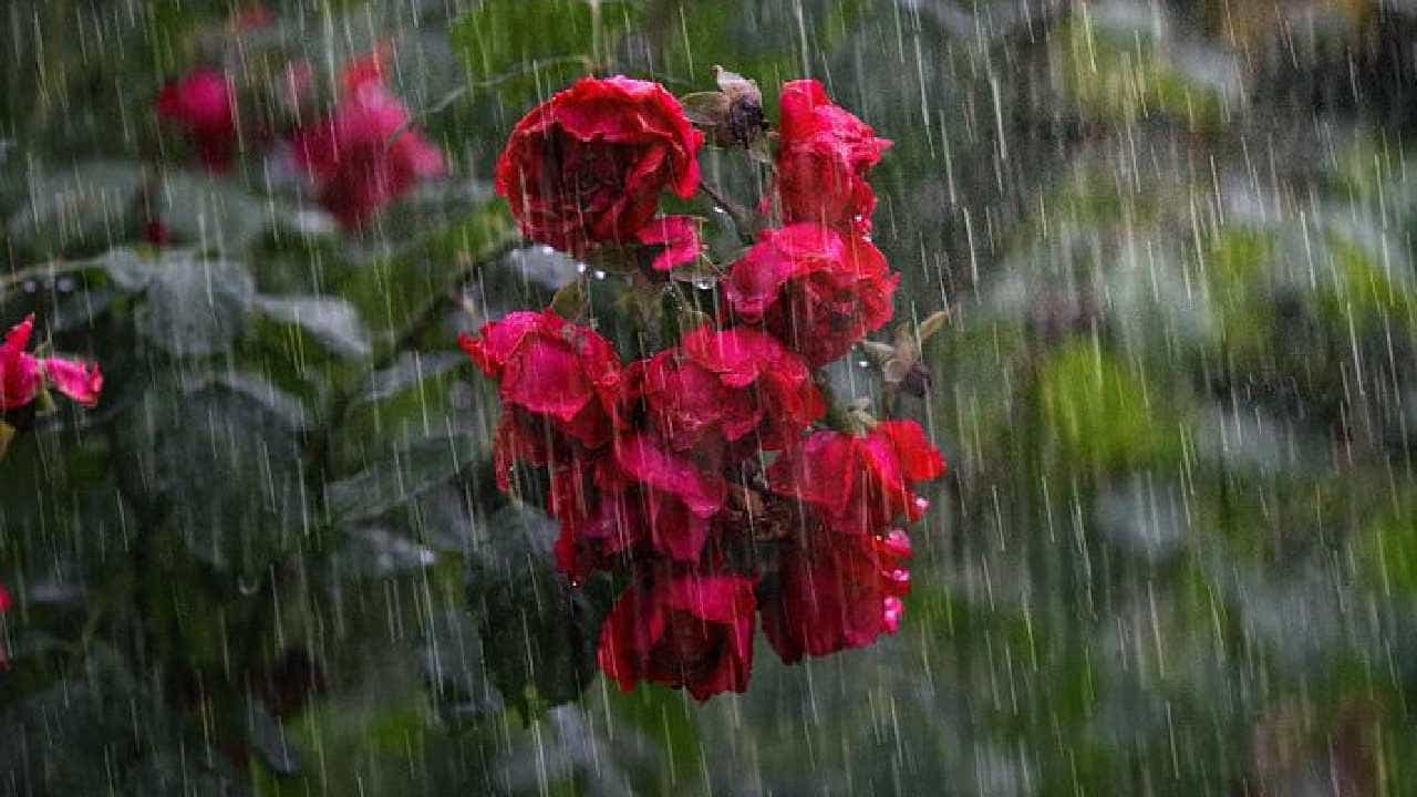 Karnataka Rain: ರಾಜ್ಯದ ಹಲವೆಡೆ ವರ್ಷಧಾರೆ, ಮುಂದಿನ 2 ದಿನ ಬೆಂಗಳೂರು, ಮೈಸೂರು ಸೇರಿದಂತೆ ದಕ್ಷಿಣ ಒಳನಾಡಿನಲ್ಲಿ ಮಳೆ Karnataka Rain: ರಾಜ್ಯದ ಹಲವೆಡೆ ವರ್ಷಧಾರೆ, ಮುಂದಿನ 2 ದಿನ ಬೆಂಗಳೂರು, ಮೈಸೂರು ಸೇರಿದಂತೆ ದಕ್ಷಿಣ ಒಳನಾಡಿನಲ್ಲಿ ಮಳೆ