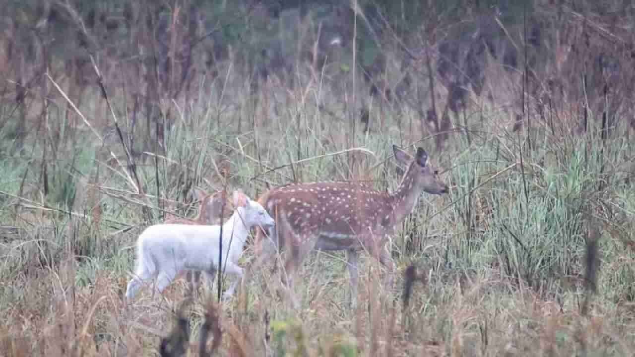 Albino Fawn: ಅಪರೂಪದ ಬಿಳಿ ಬಣ್ಣದ ಜಿಂಕೆ ಪತ್ತೆ, ವೈರಲ್​ ಪೋಟೋ ಇಲ್ಲಿದೆ ನೋಡಿ