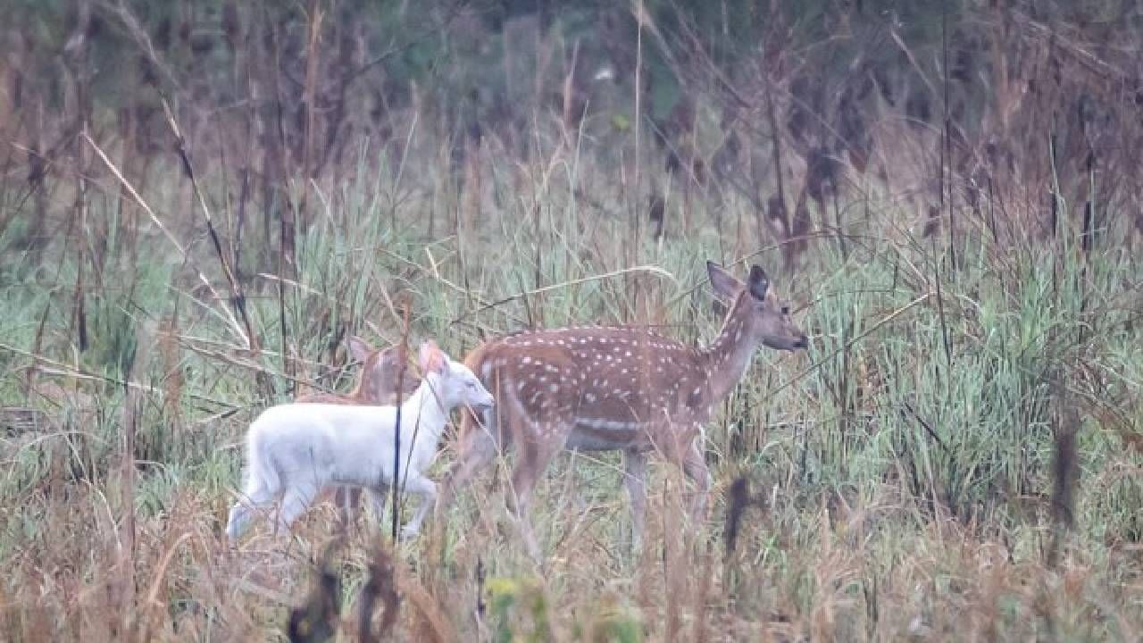 Albino Fawn: ಅಪರೂಪದ ಬಿಳಿ ಬಣ್ಣದ ಜಿಂಕೆ ಪತ್ತೆ, ವೈರಲ್ ಪೋಟೋ ಇಲ್ಲಿದೆ ನೋಡಿ Albino Fawn: ಅಪರೂಪದ ಬಿಳಿ ಬಣ್ಣದ ಜಿಂಕೆ ಪತ್ತೆ, ವೈರಲ್ ಪೋಟೋ ಇಲ್ಲಿದೆ ನೋಡಿ