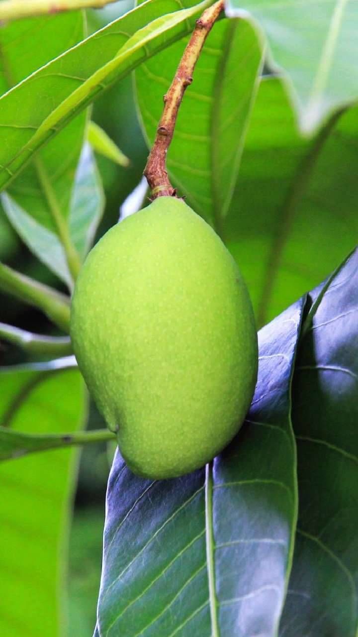 Raw Mango Benefits 8