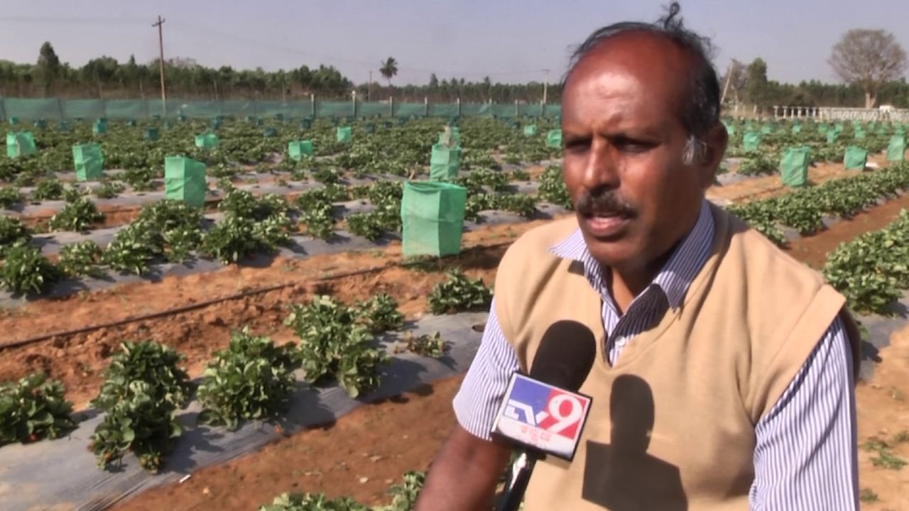 ಹೌದು ಇಷ್ಟು ದಿನ ಕೋಲಾರದಲ್ಲಿ ರೈತರು ಟೊಮೆಟೋ, ಆಲೂಗಡ್ಡೆ, ಬೀನ್ಸ್​, ಹೂಕೋಸು, ಎಲೆಕೋಸು ಸೇರಿದಂತೆ ಹಲವು ಬಗೆಯ ತರಕಾರಿ ಬೆಳೆಗಳನ್ನು ಬೆಳೆದು, ಬೆಳೆದ ಬೆಳೆಗೆ ಸರಿಯಾದ ಬೆಲೆ ಸಿಗದೆ ಕಂಗಾಗಲಾಗಿ ನಷ್ಟ ಅನುಭವಿಸುತ್ತಿದ್ದರು. ಆದರೆ ಕಳೆದ ಕೆಲವು ತಿಂಗಳ ಹಿಂದೆ ಕೋಲಾರದ ಎಸ್ಪಿಯಾಗಿದ್ದ ಡಿ. ದೇವರಾಜ್​ ಅವರು ಕೋಲಾರ ಜಿಲ್ಲೆಯ ರೈತರಿಗೆ ನೀಡಿದ ಹೊಸ ಕೃಷಿ ಪದ್ದತಿ ಹಾಗೂ ಕೃಷಿಯಲ್ಲಿ ಲಾಭ ಮಾಡುವ ಕೆಲವೊಂದು ಬೆಳೆಗಳನ್ನು ಬೆಳೆಯೋದು ಹೇಗೆ ಅನ್ನೋದರ ಮಾಹಿತಿ ನೀಡಿದ್ದರು.