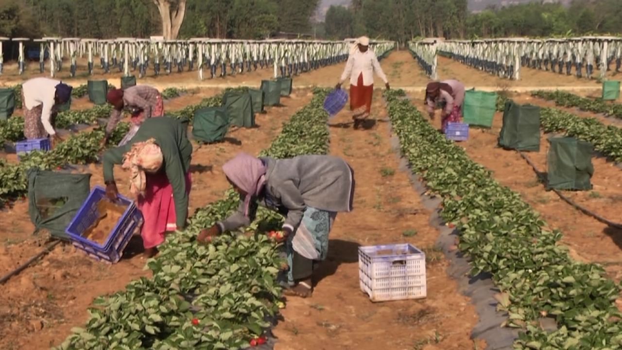 Strawberry: ಕೋಲಾರದಲ್ಲೊಂದು ಕೆಂಪು ಕ್ರಾಂತಿ! ಹಿಂದಿನ ಜಿಲ್ಲಾ ಎಸ್ಪಿ ಸಲಹೆಯಂತೆ ಕೃಷಿಯಲ್ಲಿ ತೊಡಗಿದ ನಿವೃತ್ತ ಶಿಕ್ಷಕರೊಬ್ಬರ ಯಶೋಗಾಥೆ ಇದು