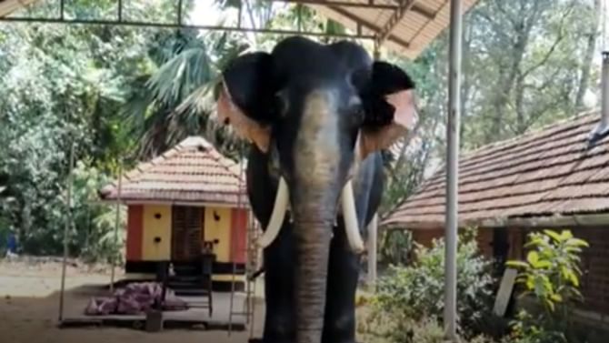 Robotic Elephant: ಕೇರಳದ ಕೃಷ್ಣ ದೇಗುಲಕ್ಕೆ ರೋಬೋಟಿಕ್ ಆನೆ, ಜೀವಂತ ಆನೆಗಳಿಂದ ದೂರ ಉಳಿದಿದ್ದೇಕೆ? Robotic Elephant: ಕೇರಳದ ಕೃಷ್ಣ ದೇಗುಲಕ್ಕೆ ರೋಬೋಟಿಕ್ ಆನೆ, ಜೀವಂತ ಆನೆಗಳಿಂದ ದೂರ ಉಳಿದಿದ್ದೇಕೆ?