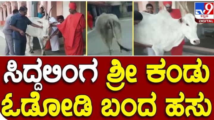 Inexpressible Love: ಸಿದ್ದಗಂಗಾ ಮಠ ಆವರಣದಲ್ಲಿ ಹಸುವೊಂದು ಶ್ರೀಗಳನ್ನು ಕಂಡೊಡನೆ ಅವರಲ್ಲಿಗೆ ಓಡಿ ತೋರುವ ಪ್ರೀತಿ ಬೆರಗು ಮೂಡಿಸುತ್ತದೆ! Inexpressible Love: ಸಿದ್ದಗಂಗಾ ಮಠ ಆವರಣದಲ್ಲಿ ಹಸುವೊಂದು ಶ್ರೀಗಳನ್ನು ಕಂಡೊಡನೆ ಅವರಲ್ಲಿಗೆ ಓಡಿ ತೋರುವ ಪ್ರೀತಿ ಬೆರಗು ಮೂಡಿಸುತ್ತದೆ!