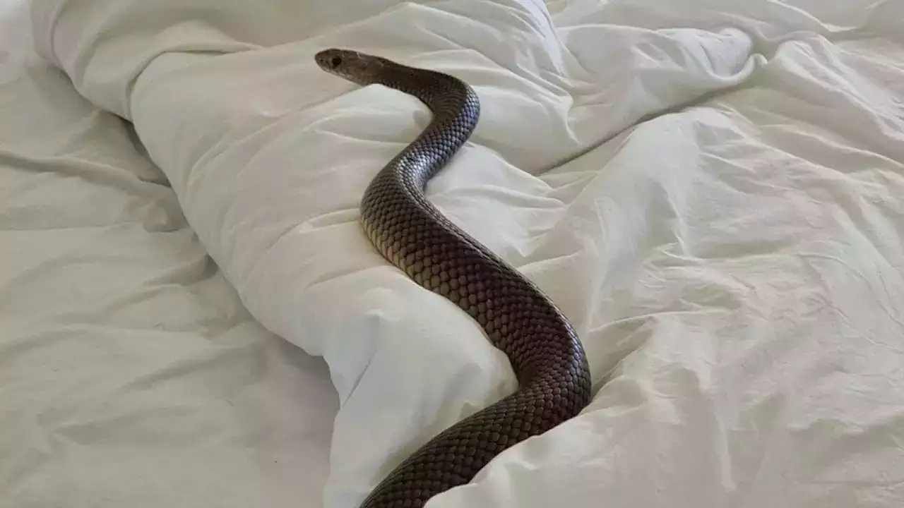 Eastern Brown Snake: ಹಾವಿನೊಂದಿಗೆ ರಾತ್ರಿ ಕಳೆದಿದ್ದ ಮಹಿಳೆ: ಹಾಸಿಗೆಯೊಳಗಿತ್ತು