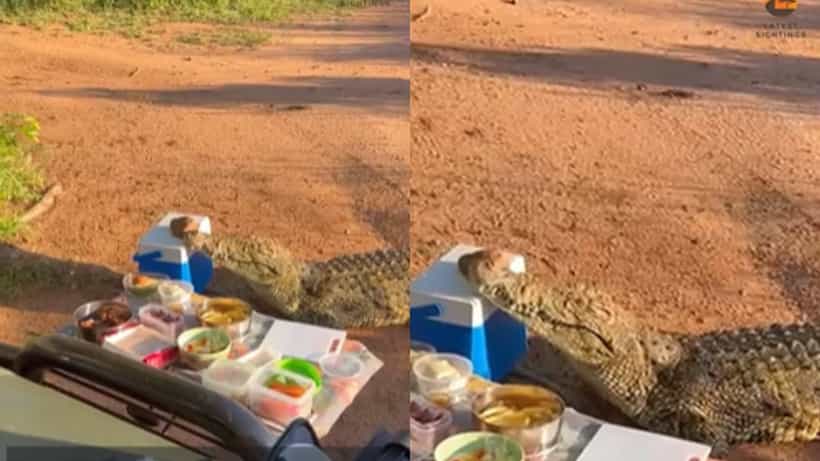 Viral Video: ಕೂಲರ್ ಬಾಕ್ಸ್ ಮೇಲೆ ತಲೆ ಇಟ್ಟು ಬಿಸಿಲು ಕಾಯಿಸುತ್ತಿರುವ ಕೂಲ್ ಮೊಸಳೆಯನ್ನೊಮ್ಮೆ ನೋಡಿ