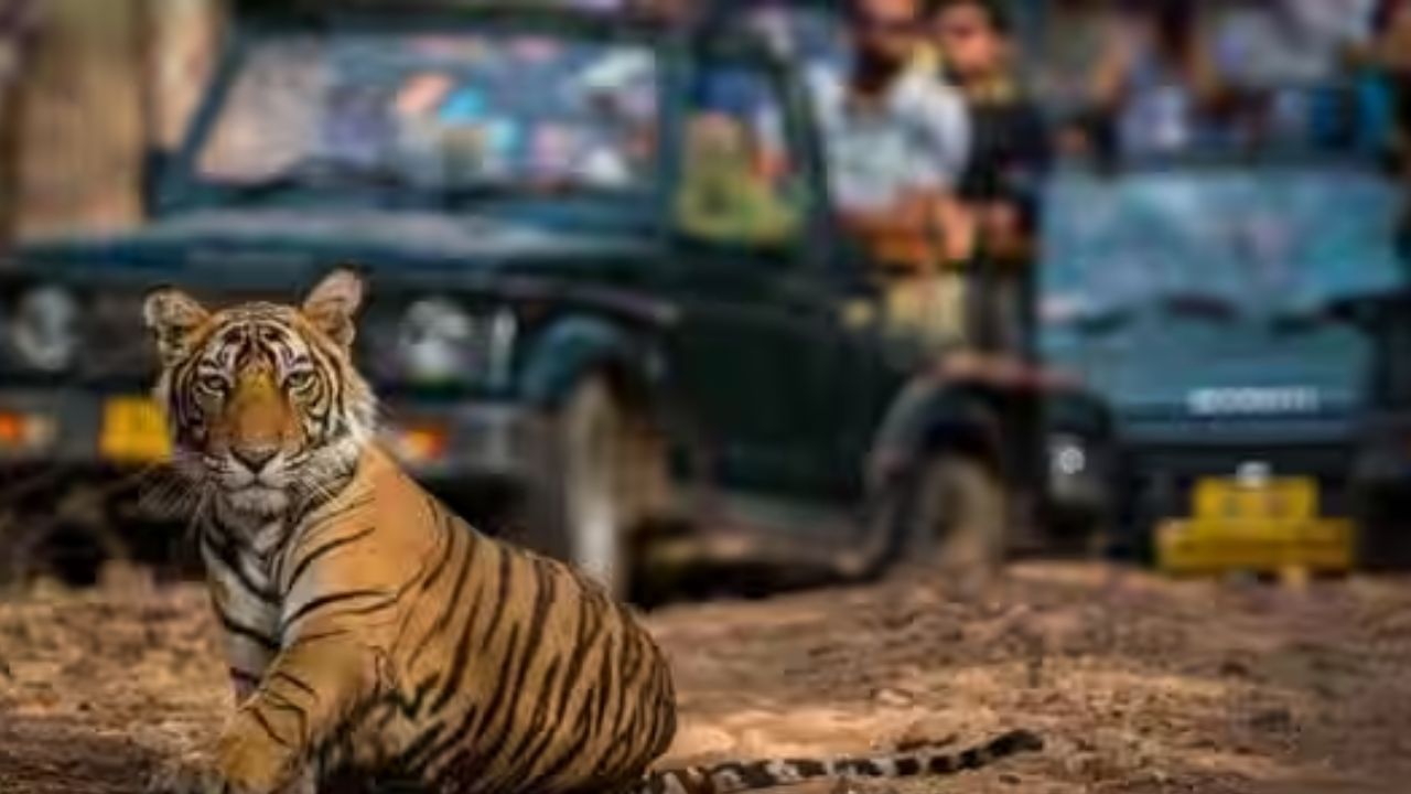 Travel: ಸಫಾರಿ ಮಾಡಲು ಈ ರಾಷ್ಟ್ರೀಯ ಉದ್ಯಾನವನಗಳು ಉತ್ತಮ