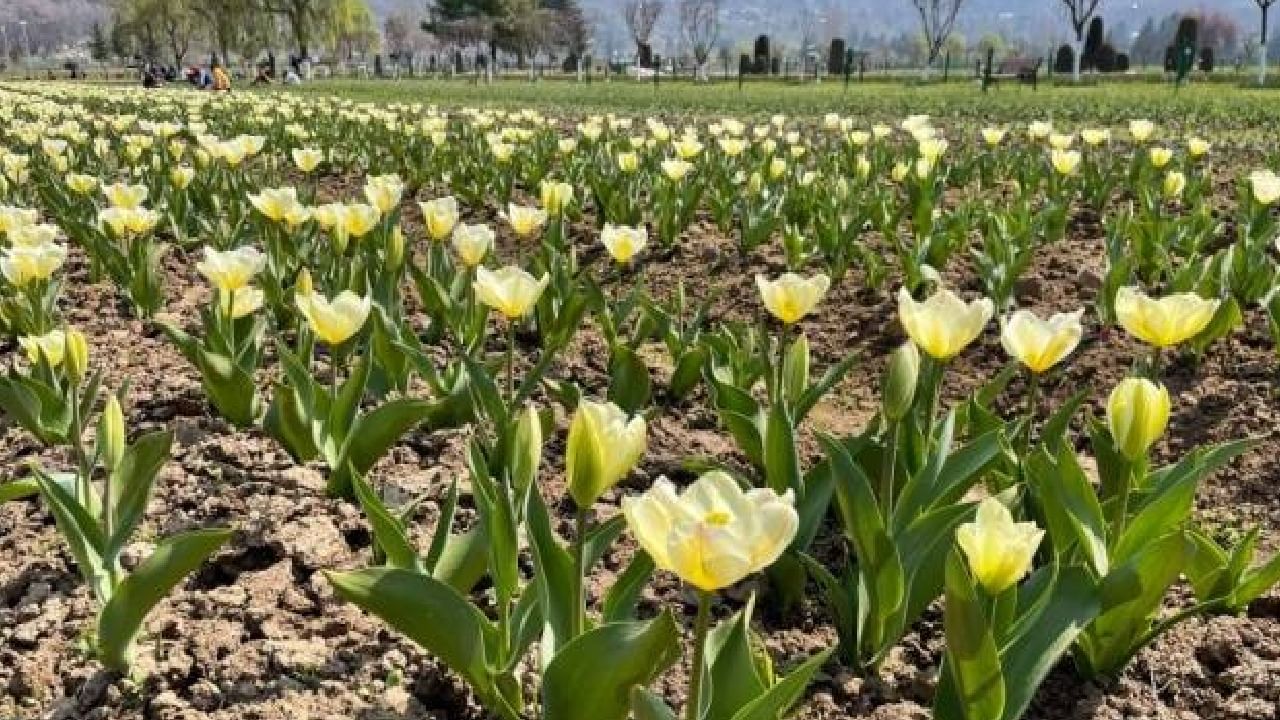 Asia’s largest Tulip garden Flower Show in Srinagar