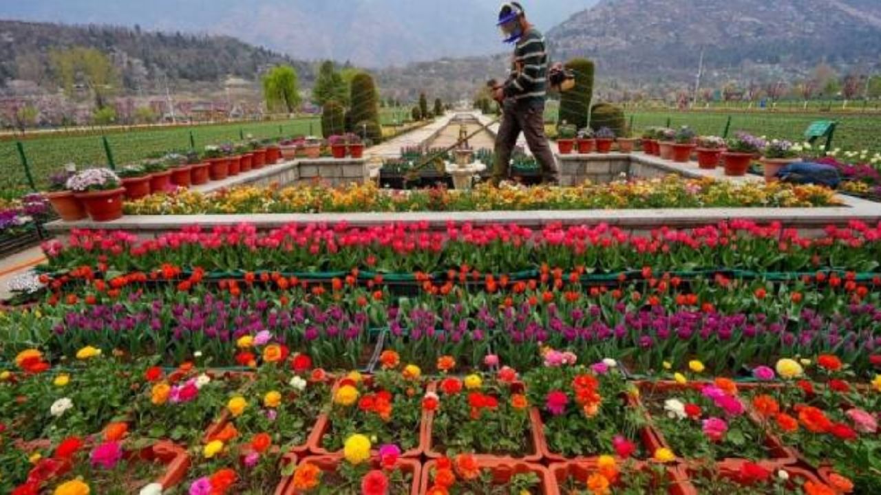 Asia’s largest Tulip garden Flower Show in Srinagar