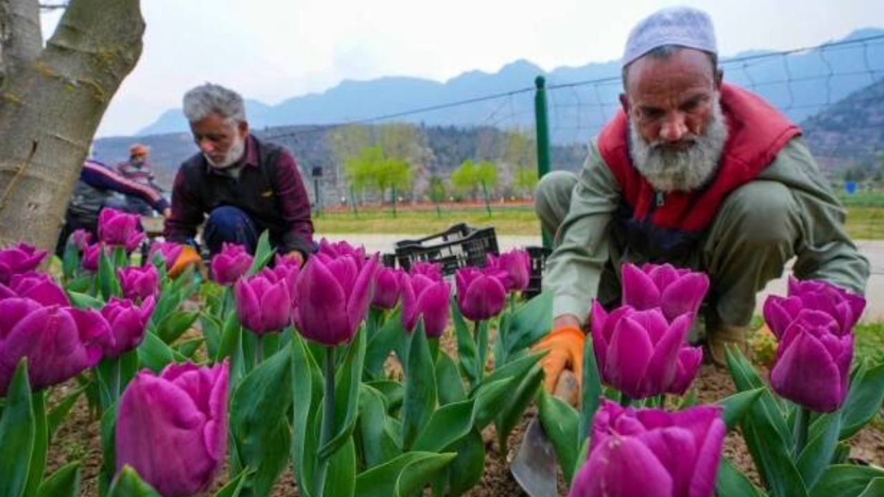 Asia’s largest Tulip garden Flower Show in Srinagar