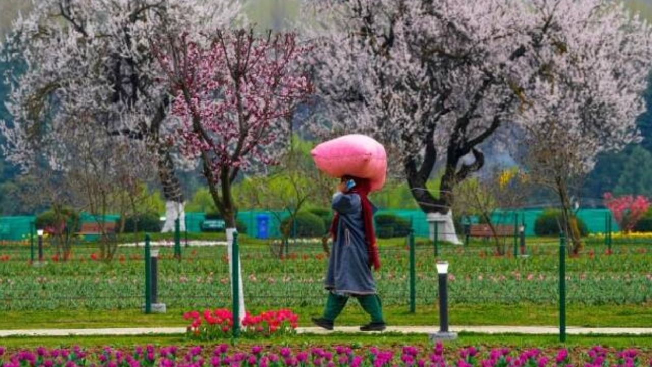 Asia’s largest Tulip garden Flower Show in Srinagar