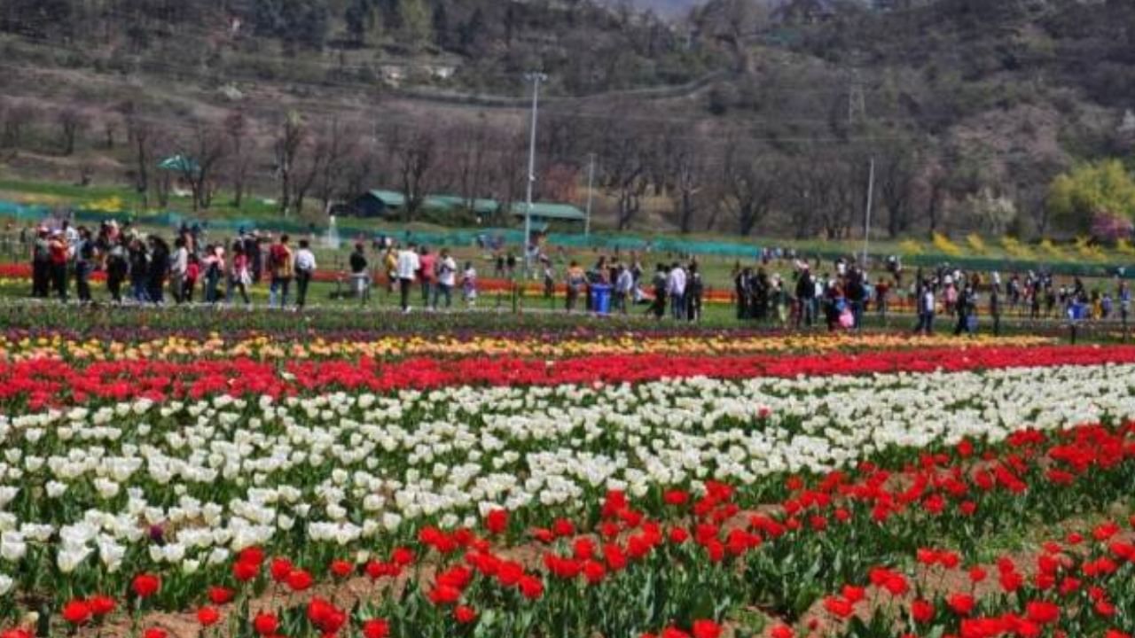 Asia’s largest Tulip garden Flower Show in Srinagar