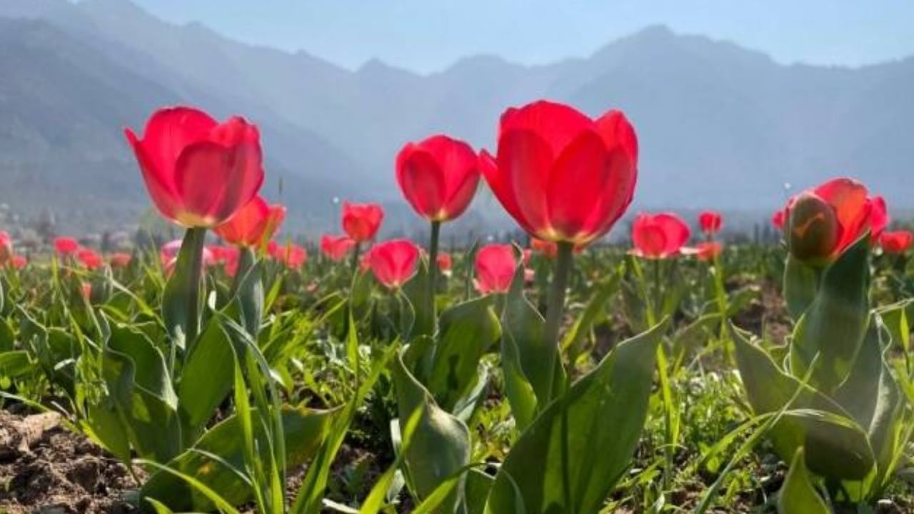 Asia’s largest Tulip garden Flower Show in Srinagar