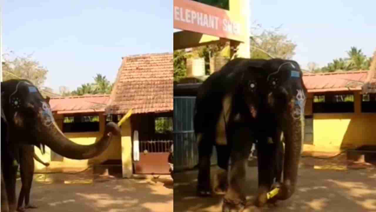 Video Viral: ಯುವಕರೊಂದಿಗೆ ಕ್ರಿಕೆಟ್ ಆಡಿದ ಕಟೀಲು ಶ್ರೀದುರ್ಗಪರಮೇಶ್ವರಿ ದೇವಾಲಯದ ಆನೆ