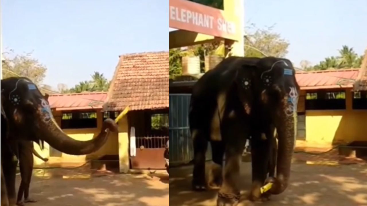 Video Viral: ಯುವಕರೊಂದಿಗೆ ಕ್ರಿಕೆಟ್ ಆಡಿದ ಕಟೀಲು ಶ್ರೀದುರ್ಗಪರಮೇಶ್ವರಿ ದೇವಾಲಯದ ಆನೆ Video Viral: ಯುವಕರೊಂದಿಗೆ ಕ್ರಿಕೆಟ್ ಆಡಿದ ಕಟೀಲು ಶ್ರೀದುರ್ಗಪರಮೇಶ್ವರಿ ದೇವಾಲಯದ ಆನೆ