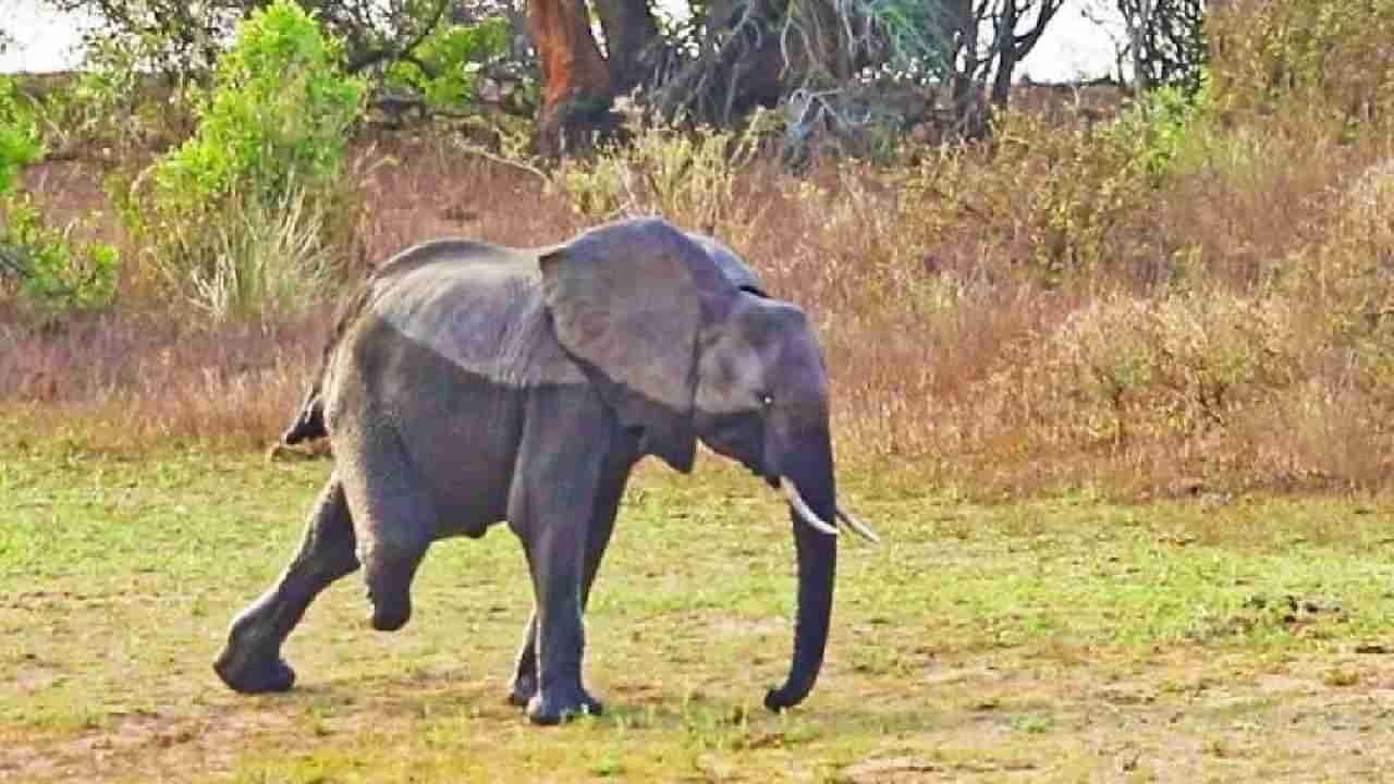 ದಕ್ಷಿಣ ಆಫ್ರಿಕಾದ ಅರಣ್ಯದಲ್ಲಿ ಮೂರು ಕಾಲಿನ ಆನೆ ಪತ್ತೆ