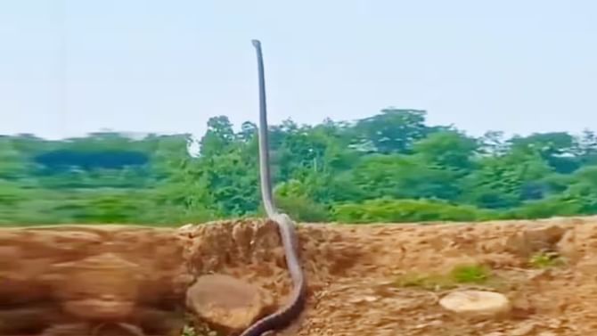 Viral Video: ಅಬ್ಬಬ್ಬಾ... ಹೆಡೆ ಎತ್ತಿ ನಿಂತ ಕಾಳಿಂಗ ಸರ್ಪದ ಭಯಾನಕ ವಿಡಿಯೊ ಇಲ್ಲಿದೆ ನೋಡಿ Viral Video: ಅಬ್ಬಬ್ಬಾ... ಹೆಡೆ ಎತ್ತಿ ನಿಂತ ಕಾಳಿಂಗ ಸರ್ಪದ ಭಯಾನಕ ವಿಡಿಯೊ ಇಲ್ಲಿದೆ ನೋಡಿ