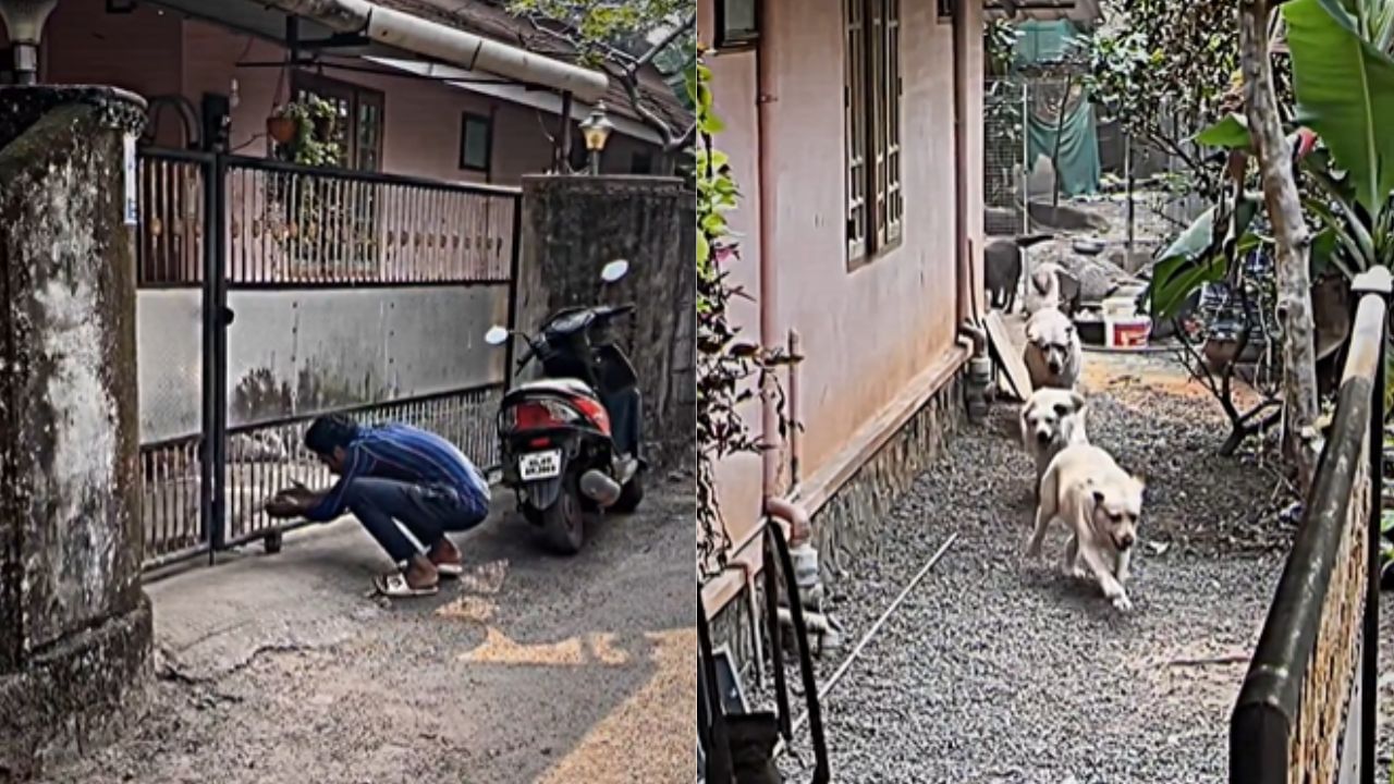 Viral Video: ನಾಯಿ ಮರಿಯನ್ನು ಕಿಡ್ನಾಪ್ ಮಾಡಲು ಬಂದ ಯುವಕನಿಗೆ ಕಾದಿತ್ತು ಶಾಕ್, ಅಯ್ಯೋ ಈ ದೊಡ್ಡ ಸೈನ್ಯ ಎಲ್ಲಿತ್ತು? Viral Video: ನಾಯಿ ಮರಿಯನ್ನು ಕಿಡ್ನಾಪ್ ಮಾಡಲು ಬಂದ ಯುವಕನಿಗೆ ಕಾದಿತ್ತು ಶಾಕ್, ಅಯ್ಯೋ ಈ ದೊಡ್ಡ ಸೈನ್ಯ ಎಲ್ಲಿತ್ತು?