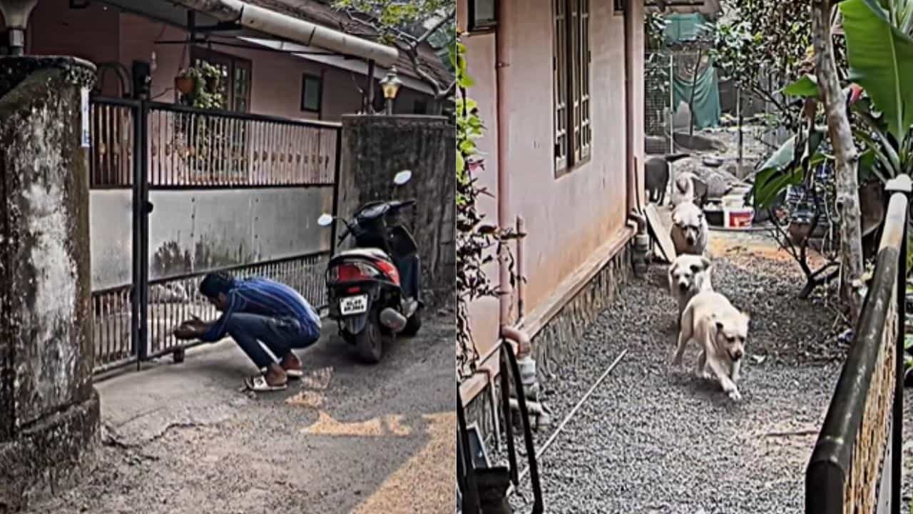 Viral Video: ನಾಯಿ ಮರಿಯನ್ನು ಕಿಡ್ನಾಪ್ ಮಾಡಲು ಬಂದ ಯುವಕನಿಗೆ ಕಾದಿತ್ತು ಶಾಕ್, ಅಯ್ಯೋ ಈ ದೊಡ್ಡ ಸೈನ್ಯ ಎಲ್ಲಿತ್ತು? Viral Video: ನಾಯಿ ಮರಿಯನ್ನು ಕಿಡ್ನಾಪ್ ಮಾಡಲು ಬಂದ ಯುವಕನಿಗೆ ಕಾದಿತ್ತು ಶಾಕ್, ಅಯ್ಯೋ ಈ ದೊಡ್ಡ ಸೈನ್ಯ ಎಲ್ಲಿತ್ತು?