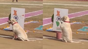 Viral Video: Look at the patriotism of this dog, it is a matter of pride for Indians Viral News in Kannada | Viral Video: Look at the patriotism of this dog, it Viral Video: Look at the patriotism of this dog, it is a matter of pride for Indians Viral News in Kannada | Viral Video: Look at the patriotism of this dog, it