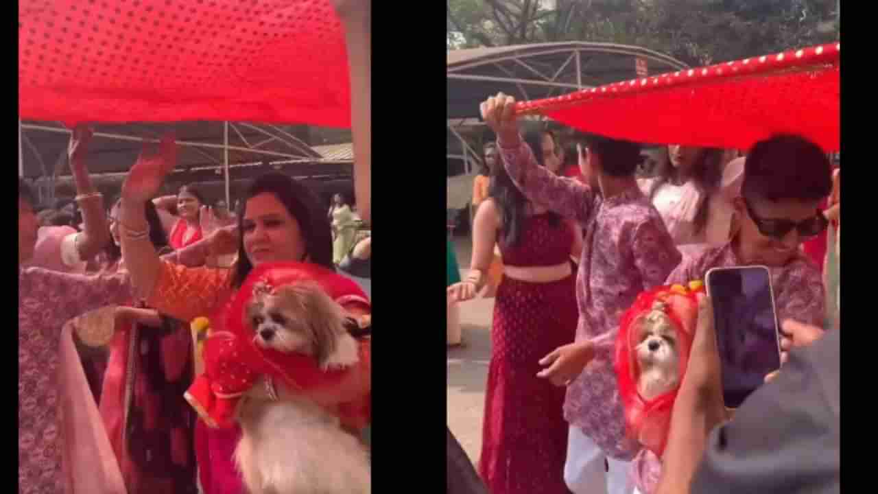 Dog Wedding: ಶ್ವಾನಗಳ ಅದ್ಧೂರಿ ಮದುವೆ ಹೇಗಿತ್ತು ನೋಡಿ, ಇಲ್ಲಿದೆ ವಿಡಿಯೋ