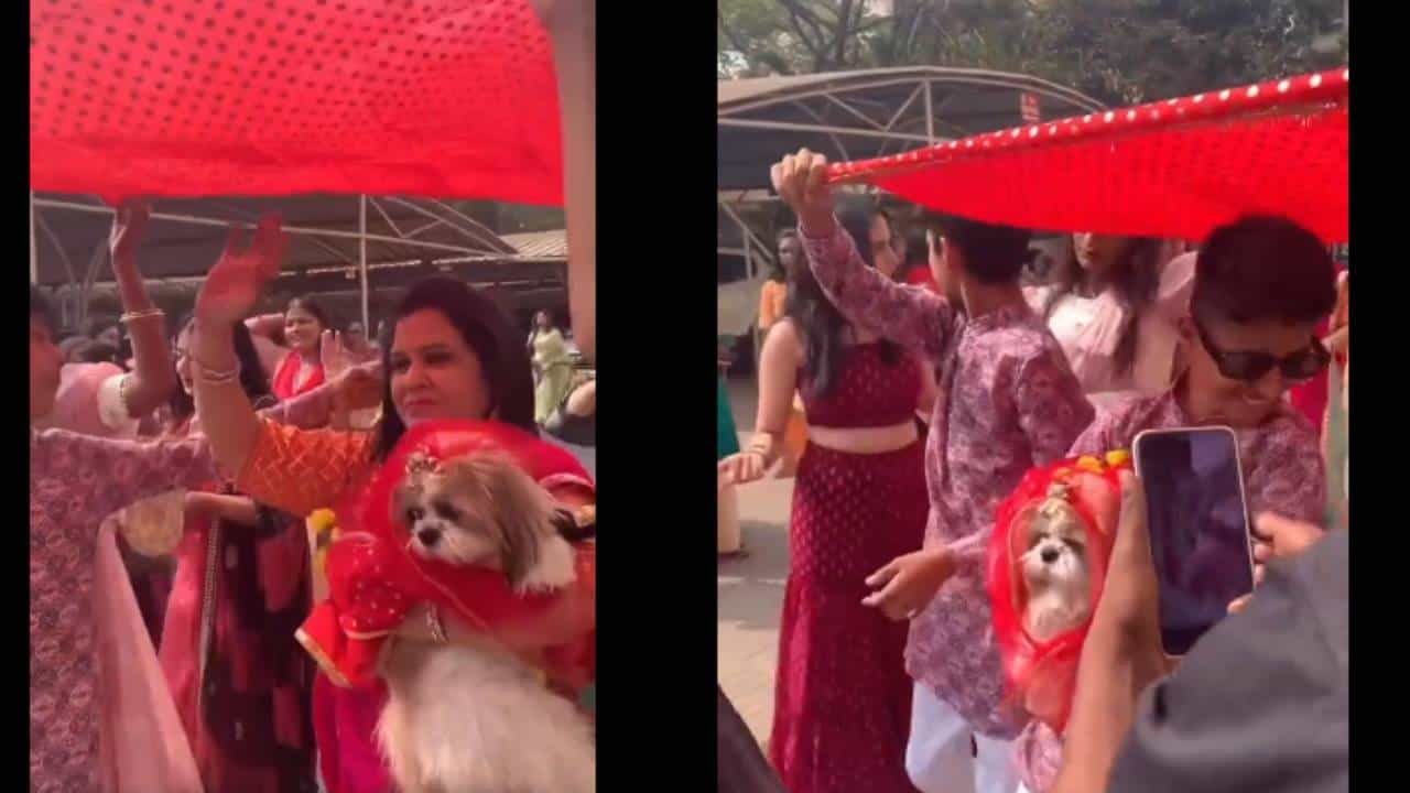 Dog Wedding: ಶ್ವಾನಗಳ ಅದ್ಧೂರಿ ಮದುವೆ ಹೇಗಿತ್ತು ನೋಡಿ, ಇಲ್ಲಿದೆ ವಿಡಿಯೋ Dog Wedding: ಶ್ವಾನಗಳ ಅದ್ಧೂರಿ ಮದುವೆ ಹೇಗಿತ್ತು ನೋಡಿ, ಇಲ್ಲಿದೆ ವಿಡಿಯೋ