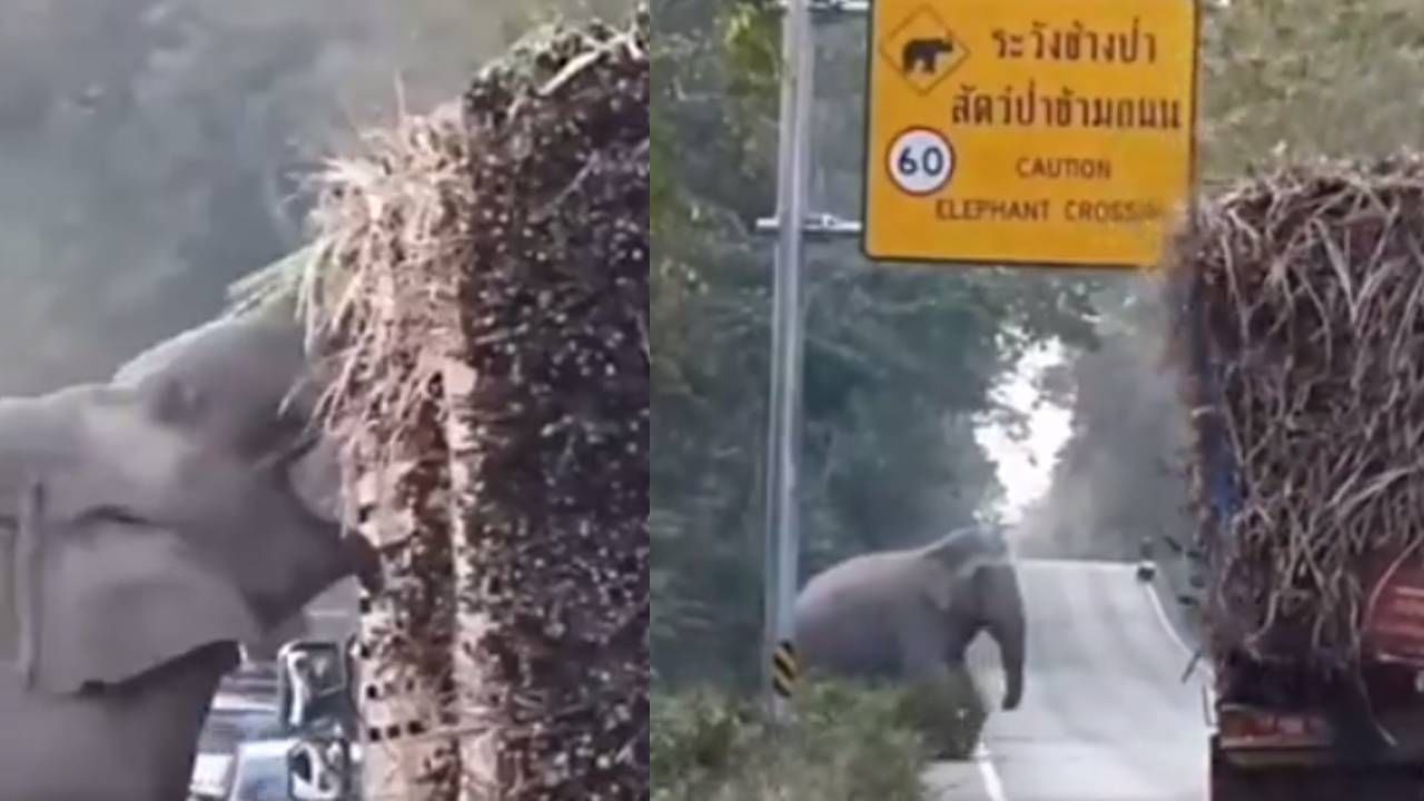 Viral Video: ಟೋಲ್ ಟ್ಯಾಕ್ಸ್ ಕಲೆಕ್ಟರ್ ಗಜರಾಜ, ಇಲ್ಲಿದೆ ನೋಡಿ ವೈರಲ್ ವಿಡಿಯೋ Viral Video: ಟೋಲ್ ಟ್ಯಾಕ್ಸ್ ಕಲೆಕ್ಟರ್ ಗಜರಾಜ, ಇಲ್ಲಿದೆ ನೋಡಿ ವೈರಲ್ ವಿಡಿಯೋ