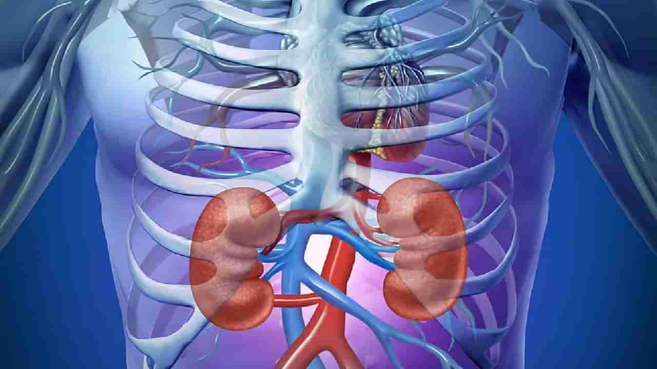 World Kidney Day 2023: ನಿಮ್ಮ ಕಿಡ್ನಿಯನ್ನು ಆರೋಗ್ಯವಾಗಿಡಲು ಈ ಜೀವನಶೈಲಿ ರೂಢಿಸಿಕೊಳ್ಳಿ