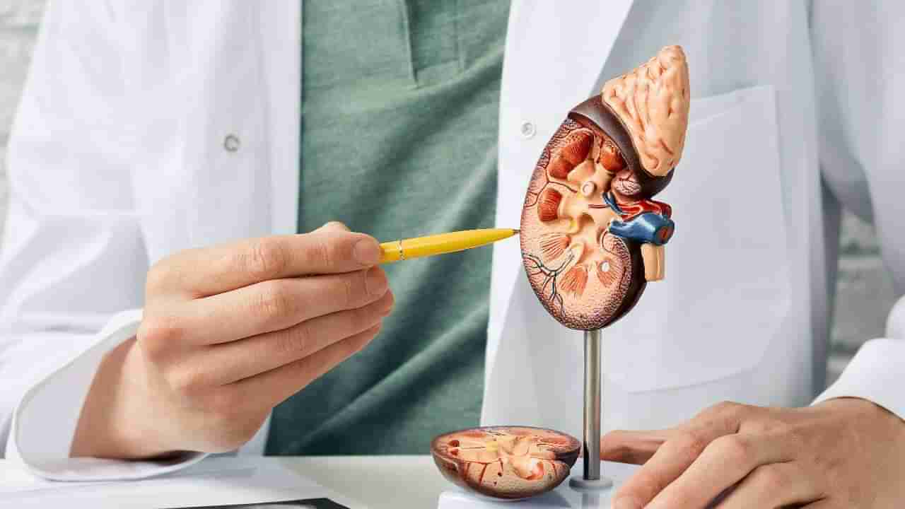 World Kidney Day 2023: ಈ ಸಮಸ್ಯೆಗಳು ನಿಮ್ಮಲ್ಲಿ ಕಂಡುಬಂದರೆ, ಇದು ಕಿಡ್ನಿ ಸ್ಟೋನ್​​ನ ಆರಂಭಿಕ ಲಕ್ಷಣಗಳಾಗಿರಬಹುದು