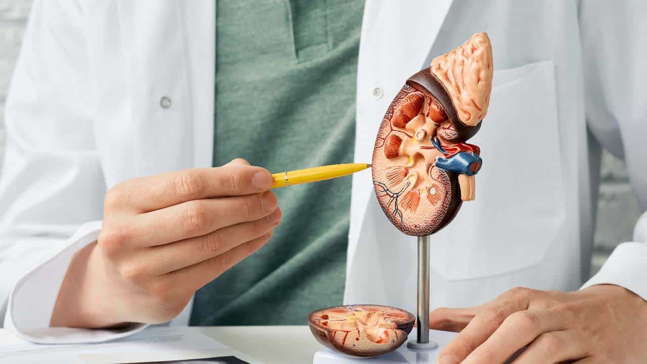 World Kidney Day 2023: ಈ ಸಮಸ್ಯೆಗಳು ನಿಮ್ಮಲ್ಲಿ ಕಂಡುಬಂದರೆ, ಇದು ಕಿಡ್ನಿ ಸ್ಟೋನ್​​ನ ಆರಂಭಿಕ ಲಕ್ಷಣಗಳಾಗಿರಬಹುದು
