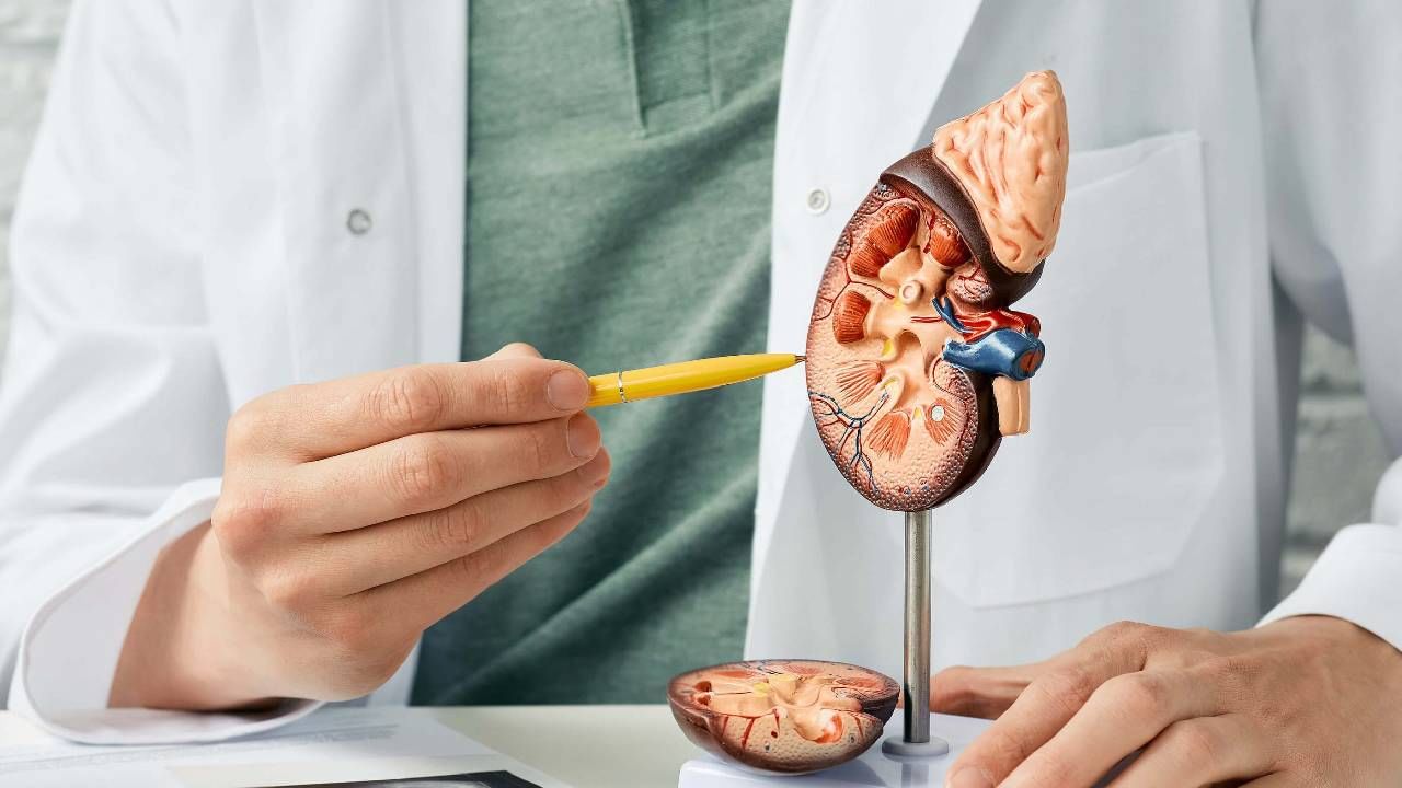 World Kidney Day 2023: ಈ ಸಮಸ್ಯೆಗಳು ನಿಮ್ಮಲ್ಲಿ ಕಂಡುಬಂದರೆ, ಇದು ಕಿಡ್ನಿ ಸ್ಟೋನ್​​ನ ಆರಂಭಿಕ ಲಕ್ಷಣಗಳಾಗಿರಬಹುದು