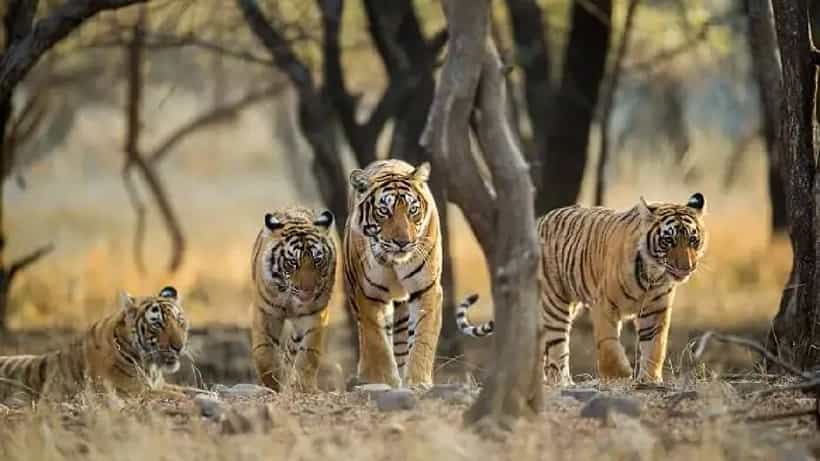World Wildlife Day 2023: ನೀವು ಭೇಟಿ ನೀಡಲೇಬೇಕಾದ ಭಾರತದ ಪ್ರಮುಖ 5 ವನ್ಯಜೀವಿ ಅಭಯಾರಣ್ಯಗಳು
