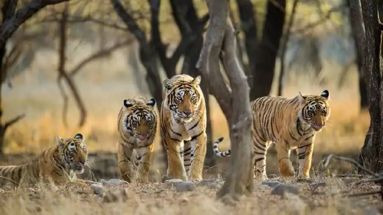 World Wildlife Day 2023: ನೀವು ಭೇಟಿ ನೀಡಲೇಬೇಕಾದ ಭಾರತದ ಪ್ರಮುಖ 5 ವನ್ಯಜೀವಿ ಅಭಯಾರಣ್ಯಗಳು World Wildlife Day 2023: ನೀವು ಭೇಟಿ ನೀಡಲೇಬೇಕಾದ ಭಾರತದ ಪ್ರಮುಖ 5 ವನ್ಯಜೀವಿ ಅಭಯಾರಣ್ಯಗಳು