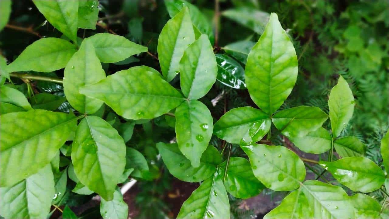 ಬಿಲ್ವಪತ್ರೆ ಶಿವನಿಗೆ ಬಹಳ ಇಷ್ಟ. ಅದಕ್ಕಾಗಿಯೇ ಶಿವಪೂಜೆಯಲ್ಲಿ
ಹೂವಿರಲಿ ಇಲ್ಲದಿರಲಿ ಆದರೆ ಬಿಲ್ವಪತ್ರೆ ಇರಲೇಬೇಕು. ಬಿಲ್ವಪತ್ರೆಗಳೊಂದಿಗೆ ಪೂಜಿಸಿದರೆ, ಶಿವನು ಶೀಘ್ರವಾಗಿ
ಆಶೀರ್ವದಿಸುತ್ತಾನೆ ಮತ್ತು ಅವರ ಇಷ್ಟಾರ್ಥಗಳನ್ನು ತ್ವರಿತವಾಗಿ ಪೂರೈಸುತ್ತಾನೆ ಎಂದು ಭಕ್ತರು ನಂಬುತ್ತಾರೆ.
ಇಂತಹ ಬದಲಾವಣೆ ಮಾನವನ ಆರೋಗ್ಯಕ್ಕೆ ರಾಮಬಾಣವಿದ್ದಂತೆ.