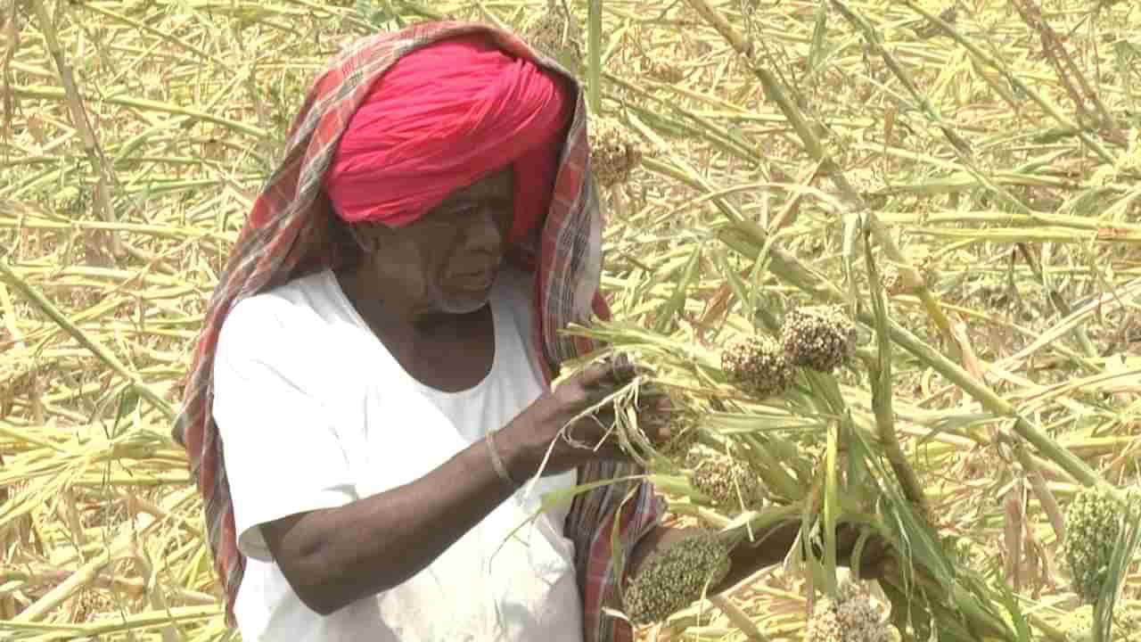 ಬೀದರ್​:  ಆಲಿಕಲ್ಲು ಸಹಿತ ಭಾರೀ ಮಳೆಗೆ ಅಪಾರ ಪ್ರಮಾಣದ ಬೆಳೆ ನಾಶ, ಪರಿಹಾರದ ನಿರೀಕ್ಷೆಯಲ್ಲಿ ನೇಗಿಲಯೋಗಿ