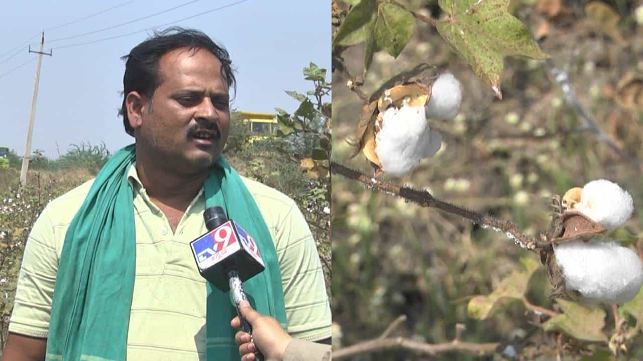 ಧಾರವಾಡ: ಬಂಗಾರದ ಬೆಳೆ ಬೆಳೆದರೂ ಬೆಲೆ ಇಲ್ಲದೇ ಕಂಗಾಲು, ಸರ್ಕಾರಕ್ಕೂ ಬೇಡವಾದವೇ ಎಂದು ರೈತರ ಅಳಲು ಧಾರವಾಡ: ಬಂಗಾರದ ಬೆಳೆ ಬೆಳೆದರೂ ಬೆಲೆ ಇಲ್ಲದೇ ಕಂಗಾಲು, ಸರ್ಕಾರಕ್ಕೂ ಬೇಡವಾದವೇ ಎಂದು ರೈತರ ಅಳಲು