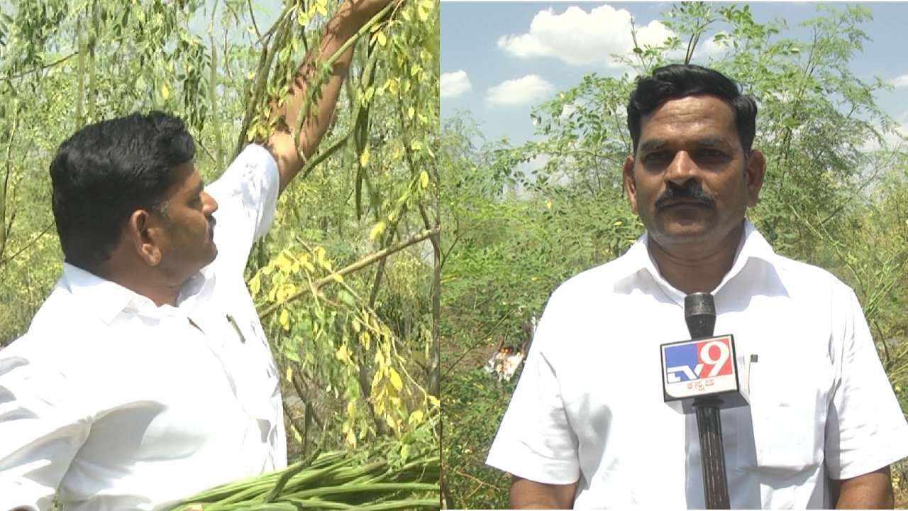 Bidar Farmer who successfully cultivated drumstick In barren land at Bidar news in kannada

