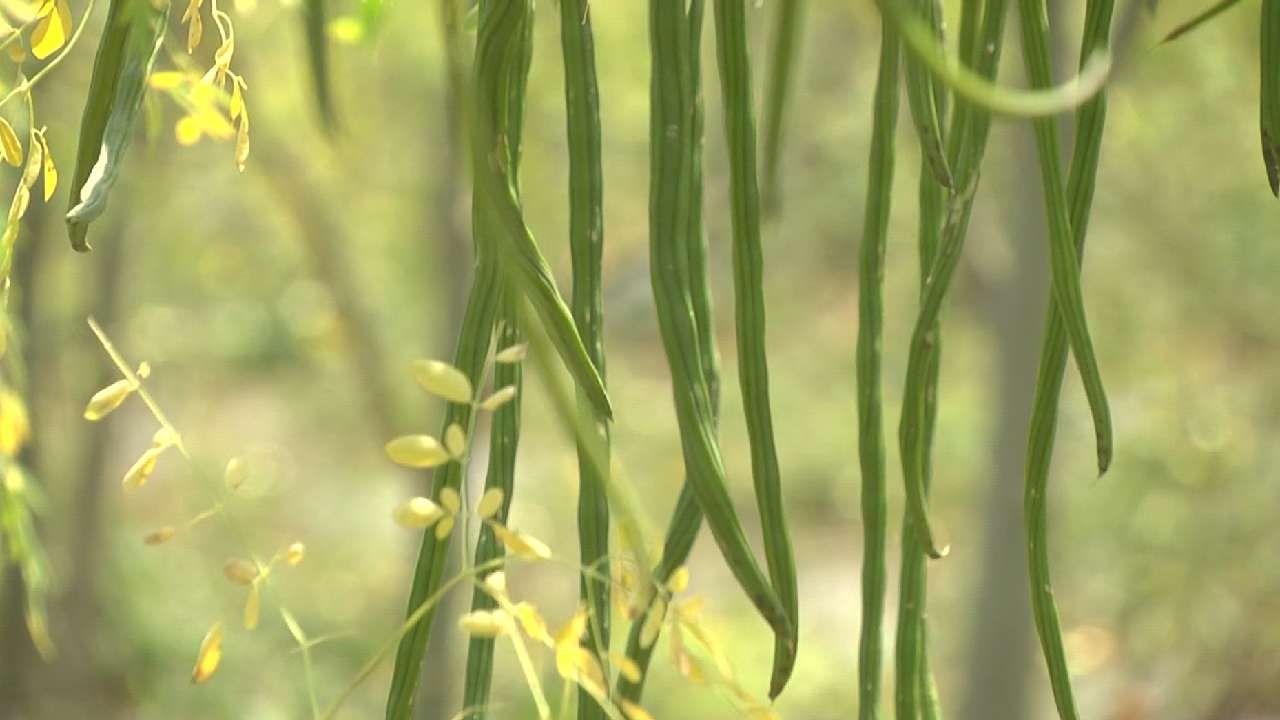 Bidar Farmer who successfully cultivated drumstick In barren land at Bidar news in kannada
