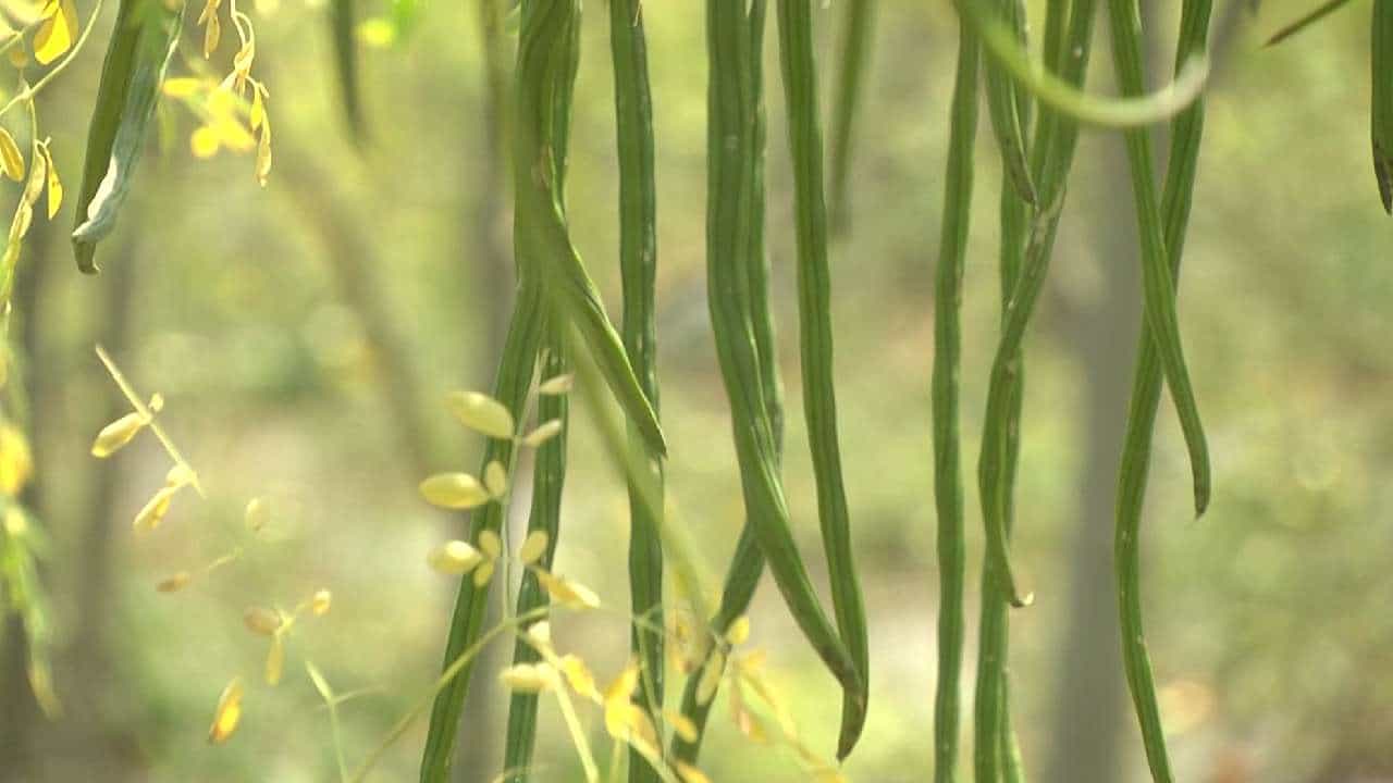 Bidar Farmer who successfully cultivated drumstick In barren land at Bidar news in kannada
