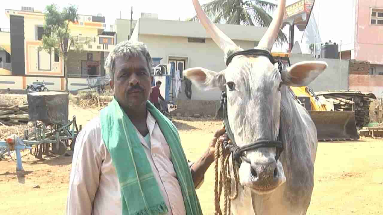 ಹಾವೇರಿ: ಲಂಚ ಕೇಳಿದ ಪುರಸಭೆ ಅಧಿಕಾರಿಗೆ ಎತ್ತು, ಚಕ್ಕಡಿ ನೀಡಿದ ರೈತ