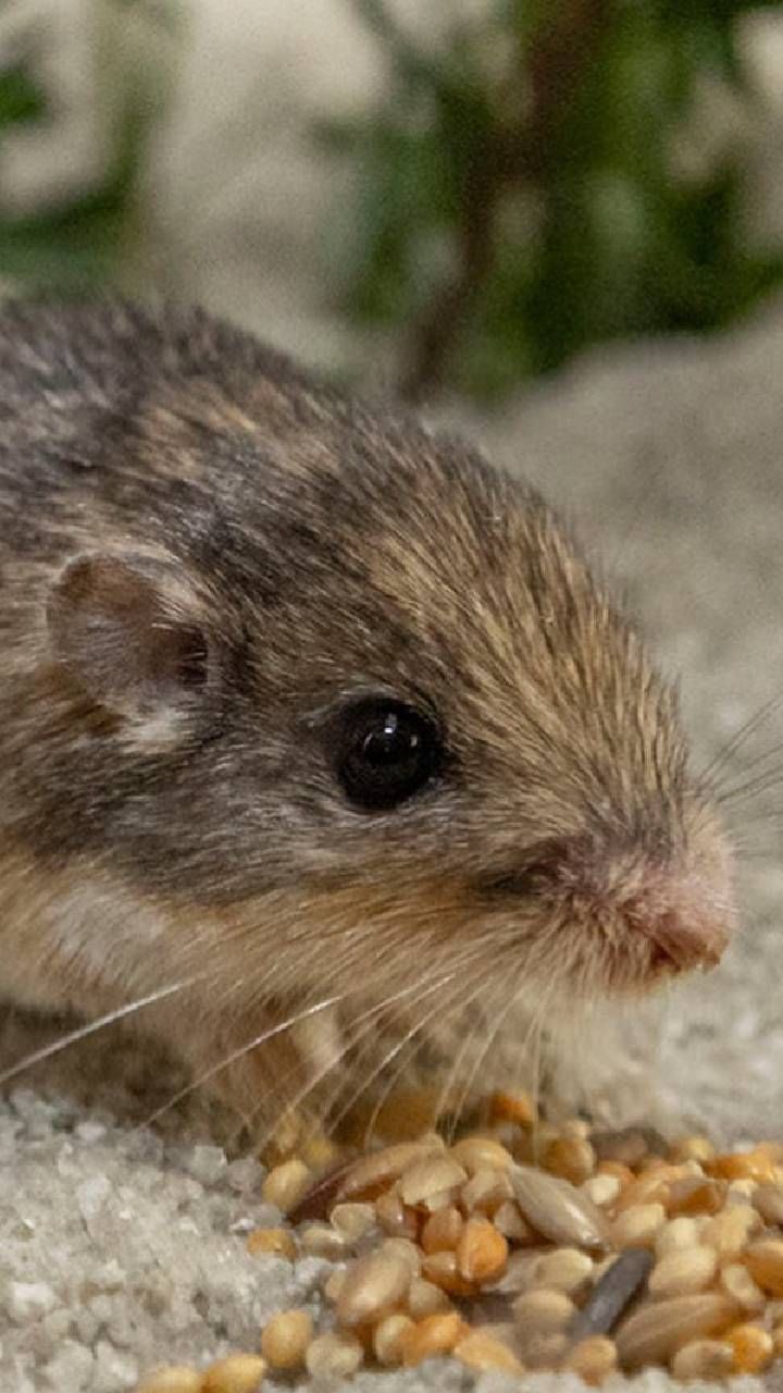 oldest living mouse (2)