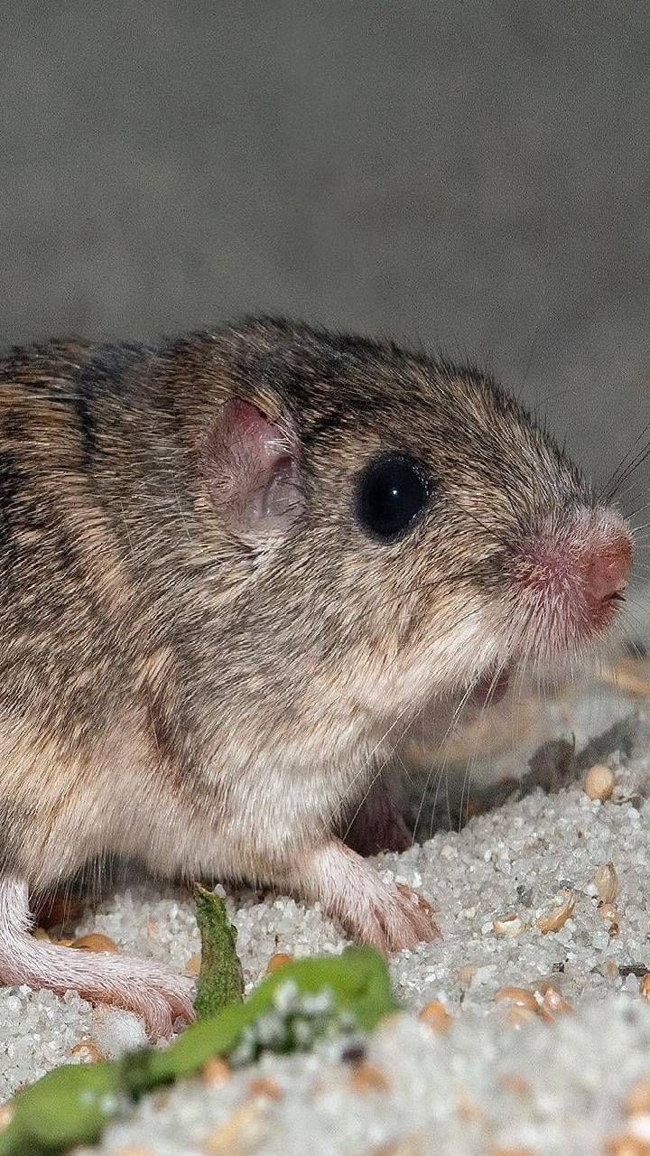 oldest living mouse (3)