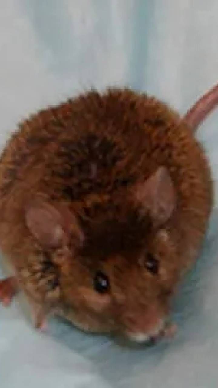 oldest living mouse (4)