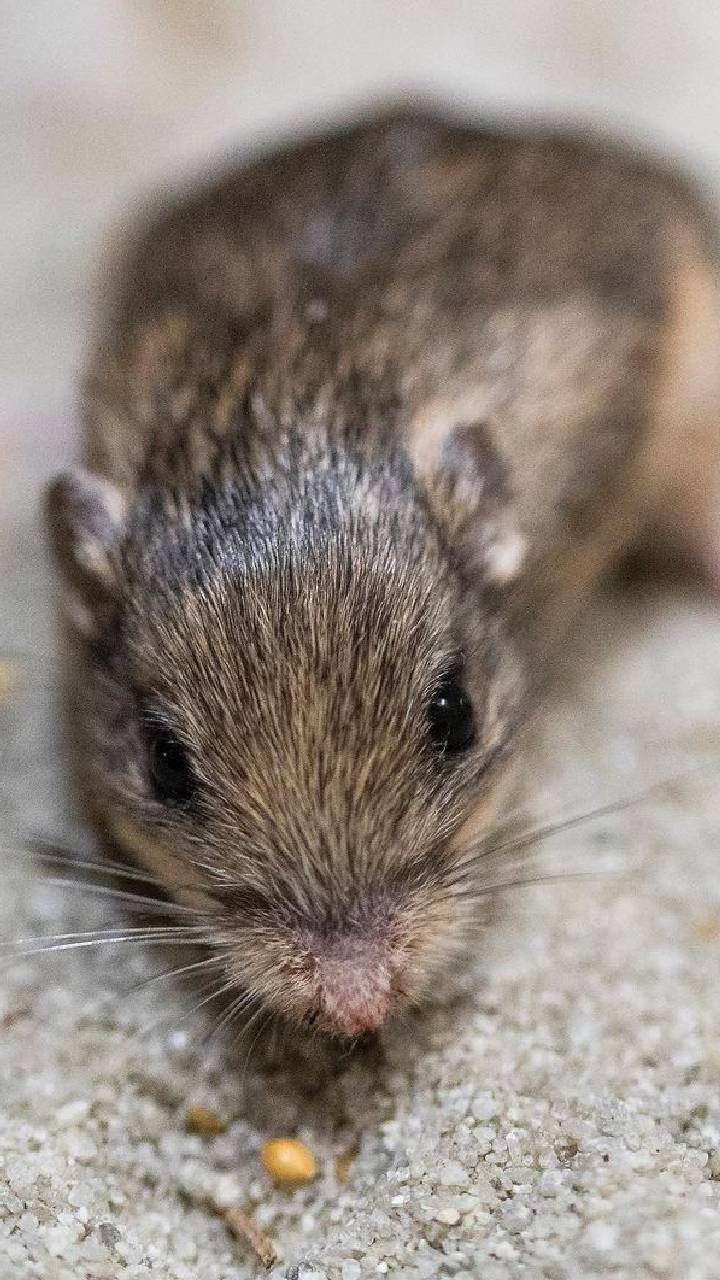 oldest living mouse