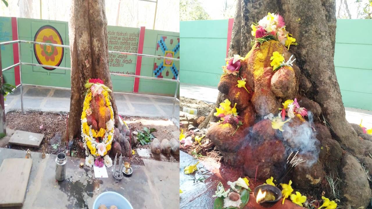 ಮರದಲ್ಲಿ ಮೂಡಿದ ಅಪರೂಪದ ಗಣಪತಿ; ಬೇಡಿದವರ ಇಷ್ಟಾರ್ಥ ಈಡೇರಿಸುತ್ತಿರುವ ವಿಘ್ನೇಶ್ವರ ಎಲ್ಲಿದ್ದಾನೆ ಗೊತ್ತಾ? ಈ ಸ್ಟೋರಿ ನೋಡಿ ಮರದಲ್ಲಿ ಮೂಡಿದ ಅಪರೂಪದ ಗಣಪತಿ; ಬೇಡಿದವರ ಇಷ್ಟಾರ್ಥ ಈಡೇರಿಸುತ್ತಿರುವ ವಿಘ್ನೇಶ್ವರ ಎಲ್ಲಿದ್ದಾನೆ ಗೊತ್ತಾ? ಈ ಸ್ಟೋರಿ ನೋಡಿ