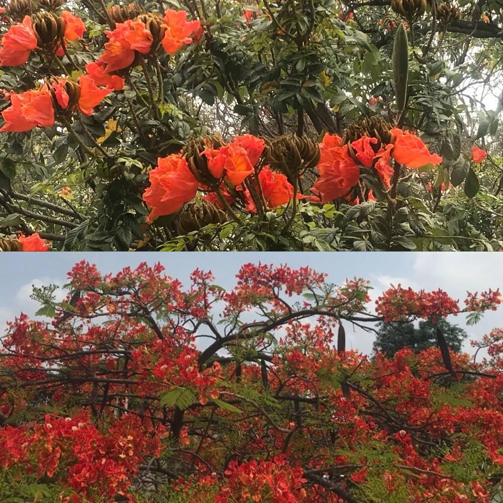 ಏಪ್ರಿಲ್, ಮೇ, ಜೂನ್ ಮತ್ತು ಜುಲೈನಲ್ಲಿ ಡೆಲೋನಿಕ್ಸ್ ರೆಜಿಯಾ, ಗುಲ್ಮೊಹರ್ ಮರದ ಹೂವುಗಳನ್ನು ನೋಡಬಹುದು. ಕೆಂಪು ಹೂ ಗೊಂಚಲುಗಳು ಮರಗಳಿಗೆ ಕಿರೀಟದಂತೆ ಕಾಣುತ್ತದೆ. ಕೆಂಪು ಕಾರ್ಪೆಟ್ ಹಾಕಿ ಮಾನ್ಸೂನ್ ಮಳೆಯನ್ನು ಸ್ವಾಗತಿಸುತ್ತದೆ.