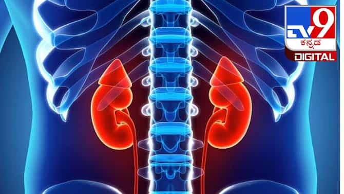 Kidney Cancer: ಕಿಡ್ನಿ ಕ್ಯಾನ್ಸರ್ ಬಗ್ಗೆ 7 ಮಿಥ್ಯೆಗಳು ಯಾವುದು? ಇಲ್ಲಿದೆ ಮಾಹಿತಿ