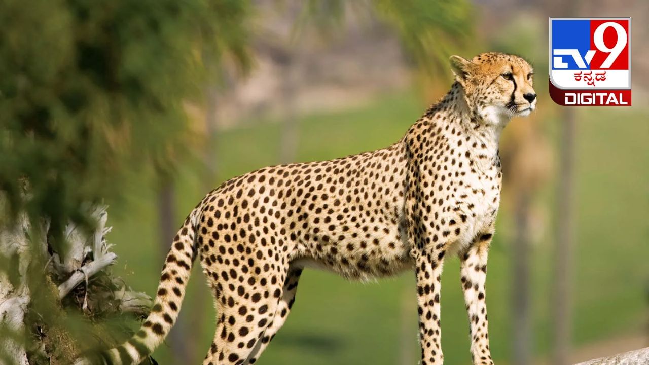 Cheetah: ಚೀತಾಗಳ ಮೇಲೆ ಬೇಟೆಗಾರರ ಕಣ್ಣು, ಒಬ್ಬ ವ್ಯಕ್ತಿಯ ಬಂಧನ