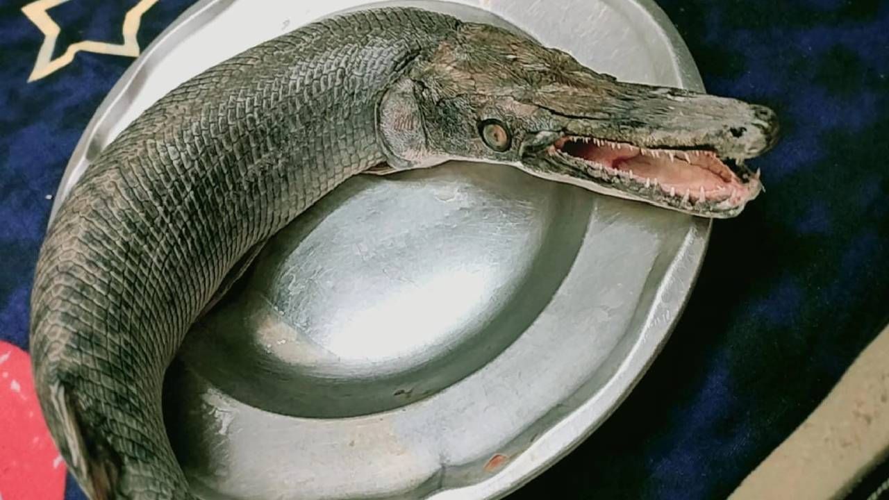 Alligator Gar: ಭೋಪಾಲ್ ಅಲ್ಲಿ ಸಿಕ್ಕ ಮೊಸಳೆಯಂತೆ ಕಾಣುವ ಭಯಾನಕ ಮೀನು; ತಬ್ಬಿಬ್ಬಾದ ಅರಣ್ಯ ಇಲಾಖೆ ಅಧಿಕಾರಿಗಳು!